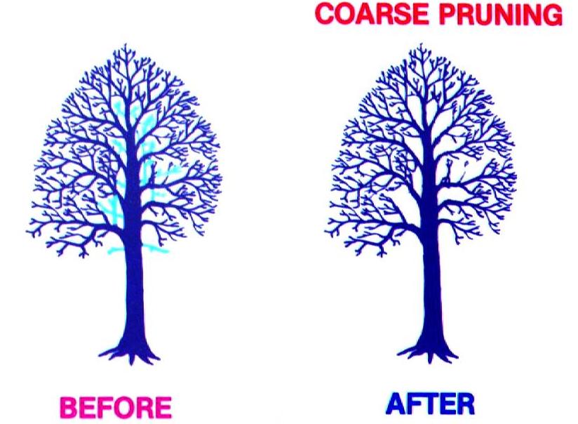 National Arborist Association, Inc. (1984). Pruning Standards for Shade Trees. (slide set). Wantagh, NY. Used with permission.