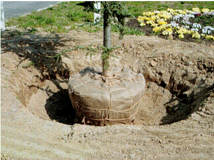 From Making Tree Roots Visible, Part 2, Used with permission of Virginia Polytechnic Institute & State University, (Appleton et al., 2000).