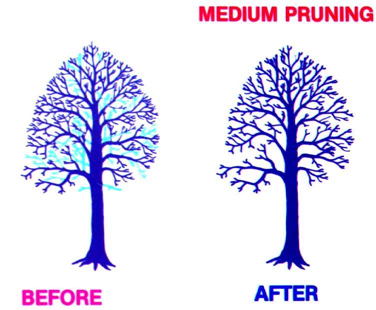 National Arborist Association, Inc. (1984). Pruning Standards for Shade Trees. (slide set). Wantagh, NY. Used with permission.