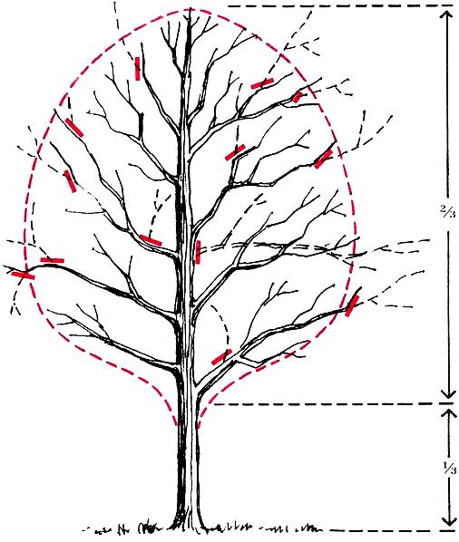 Optimal Tree Pruning Techniques for Healthy Growth