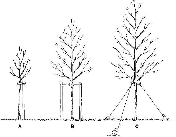 Illustration from Principles and Practice of Planting Trees and Shrubs, copyright International Society of Arboriculture. Used with permission.