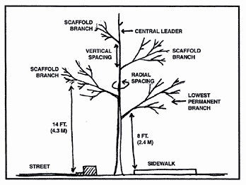 Costello, (1996).