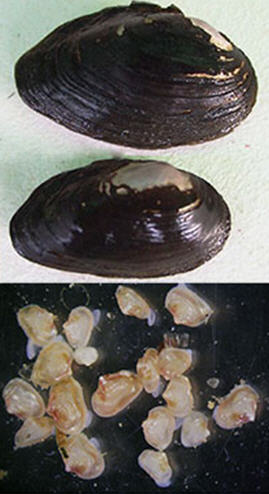 Purple Bean Mussel