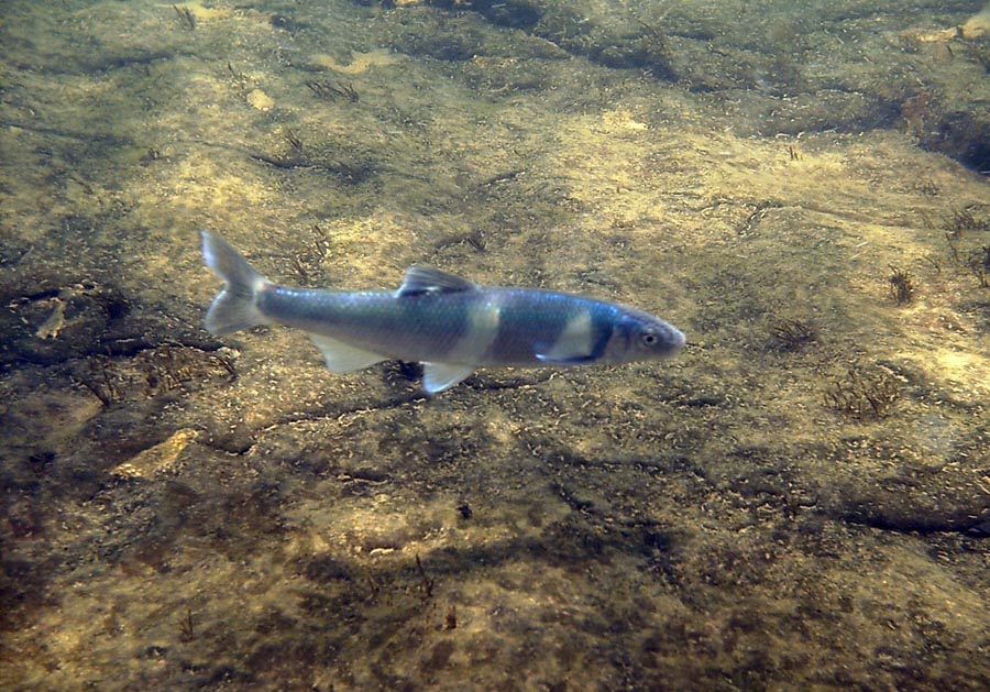 Spotfin Chub